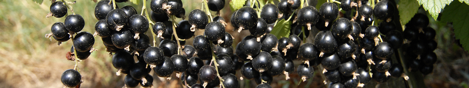 Schwarze Johannisbeeren am Strauch ©DLR